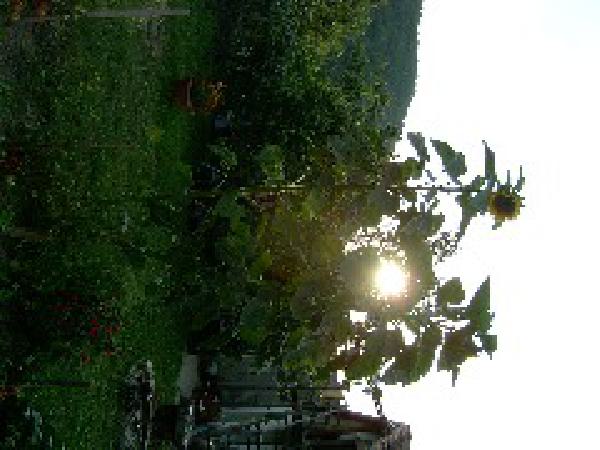  Bildname: 181.jpg 
 Breite: 240 Pixel 
 H�he: 180 Pixel 
 Gr�sse: 19 kB 