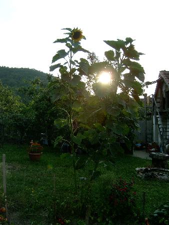  Bildname: IM000267.jpg 
 Breite: 1536 Pixel 
 H�he: 2048 Pixel 
 Gr�sse: 996 kB 