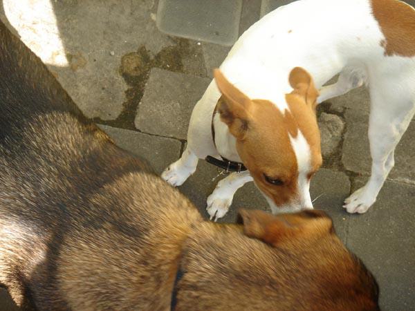  Bildname: DSC01290.jpg 
 Breite: 600 Pixel 
 H�he: 450 Pixel 
 Gr�sse: 70 kB 