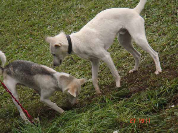  Bildname: 4027.jpg 
 Breite: 600 Pixel 
 H�he: 450 Pixel 
 Gr�sse: 61 kB 